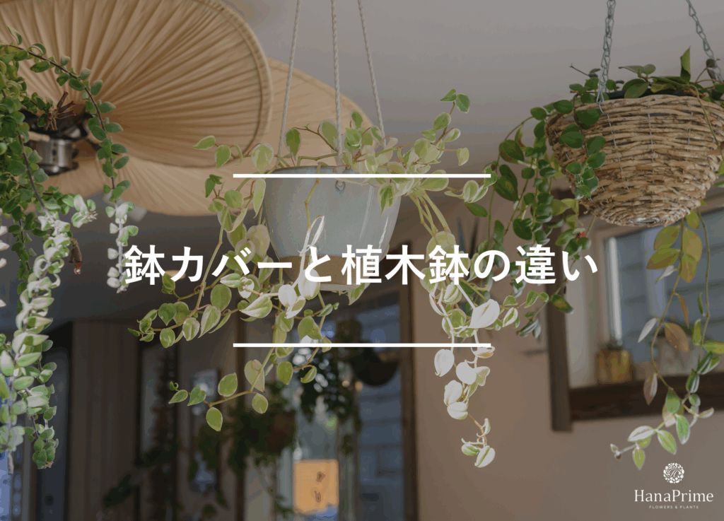 鉢カバーとは?植木鉢との違い