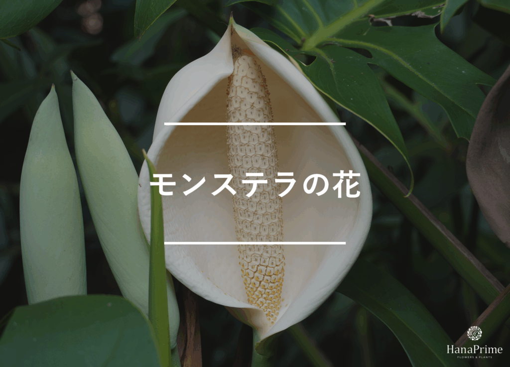 モンステラの花と開花時期