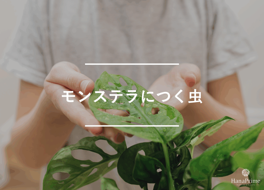 モンステラの病害虫・害虫対策