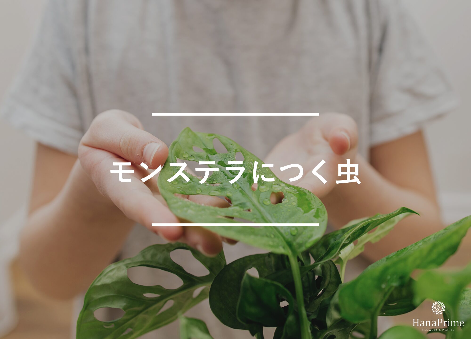 モンステラの病害虫・害虫対策