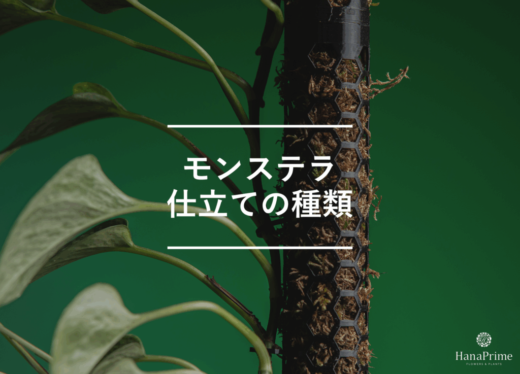 モンステラの仕立ての種類