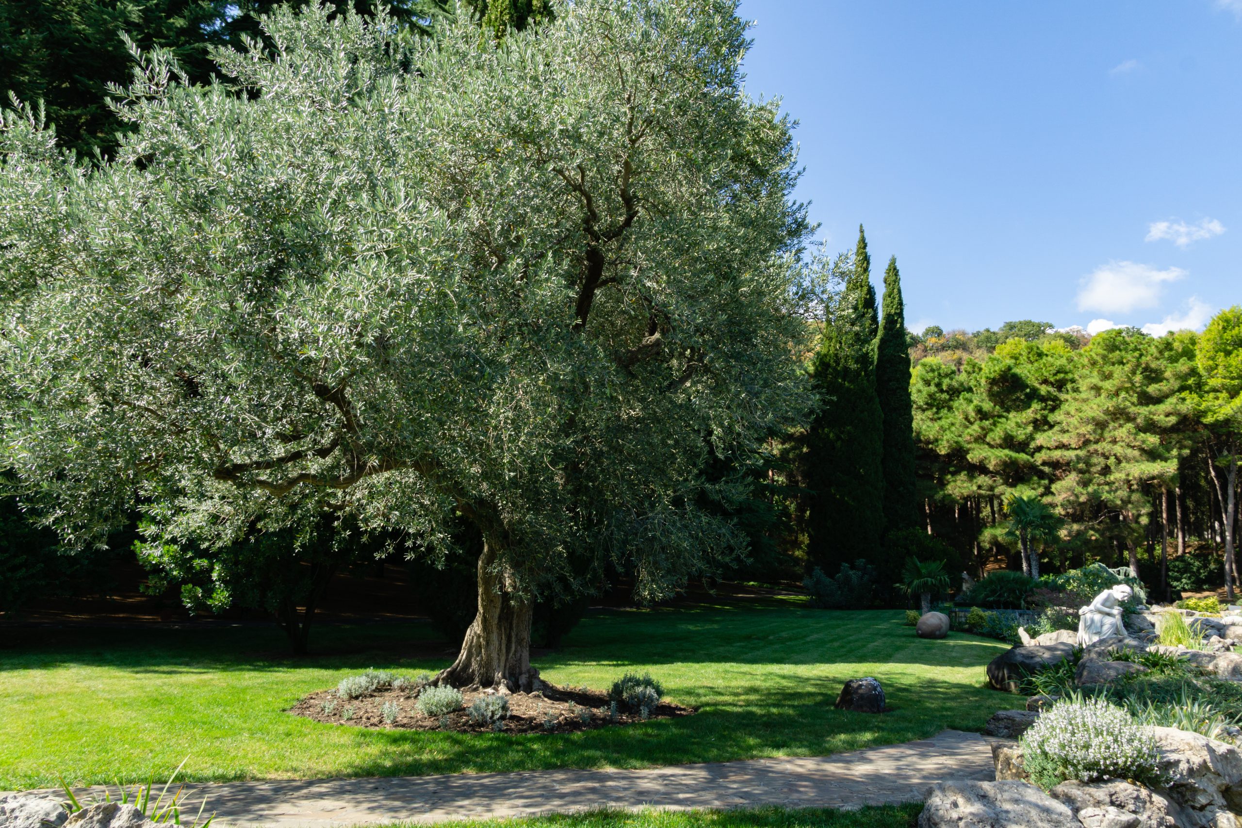 植え方｜地植えの場合