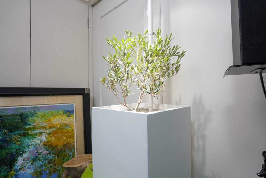 オリーブの育て方