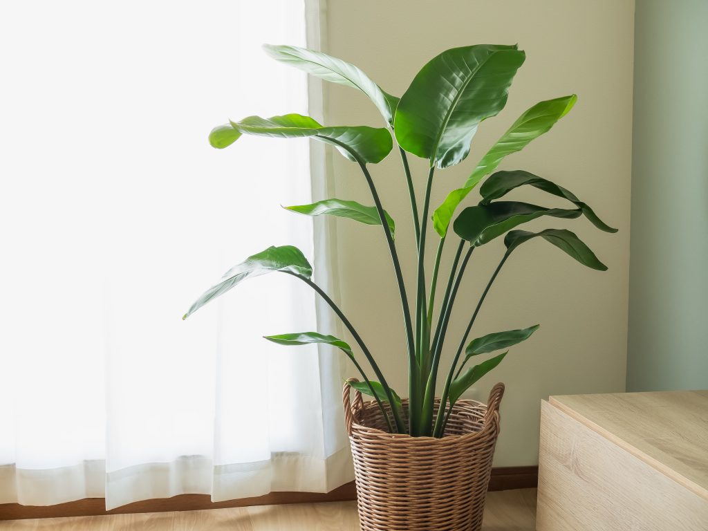 法人向けのお祝いにおすすめな観葉植物｜見栄えと縁起のよさで選ぶ