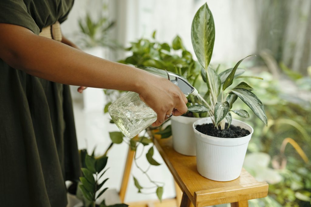 育てやすい観葉植物を選ぶ