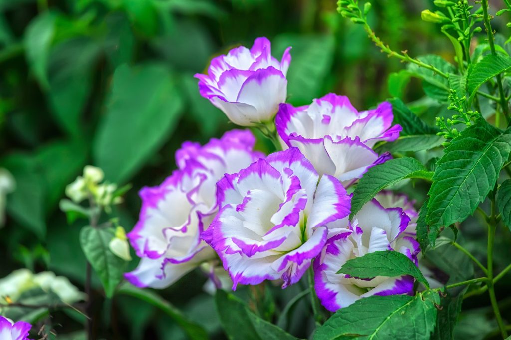 トルコキキョウの開花時期