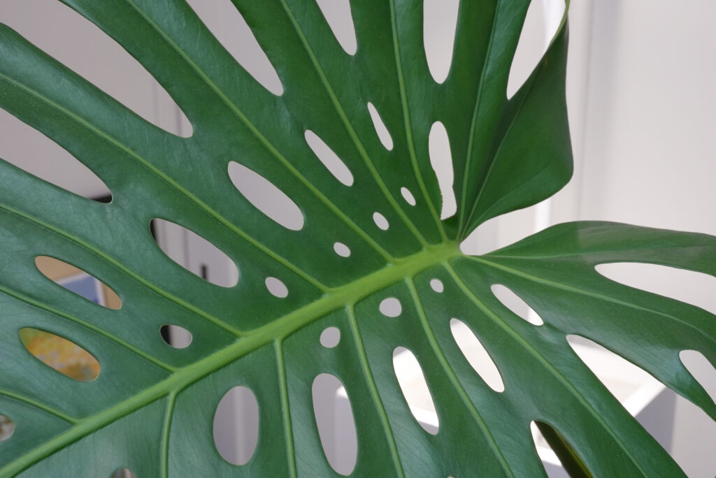 モンステラの葉っぱの形