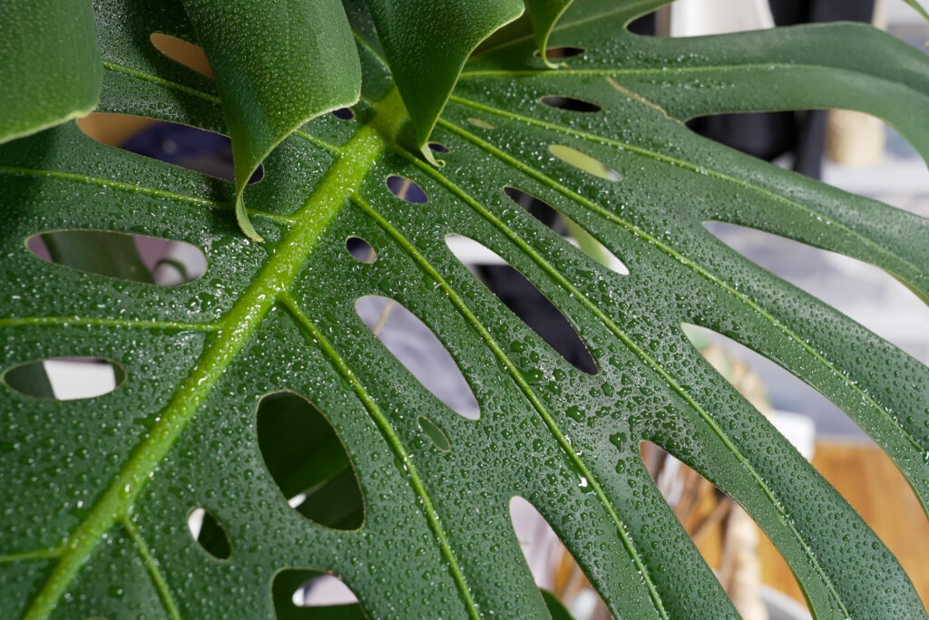 モンステラの葉水の頻度