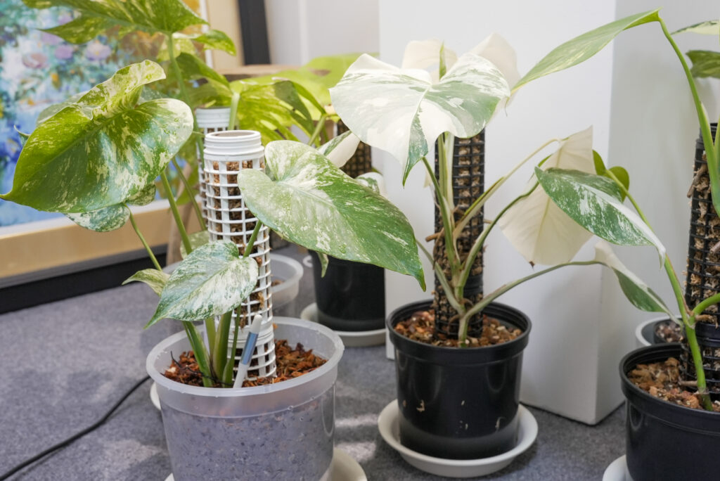 モンステラの支柱仕立て