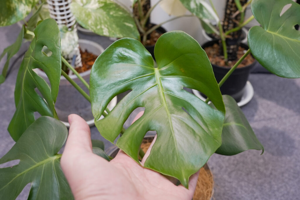 モンステラの葉っぱ成長過程