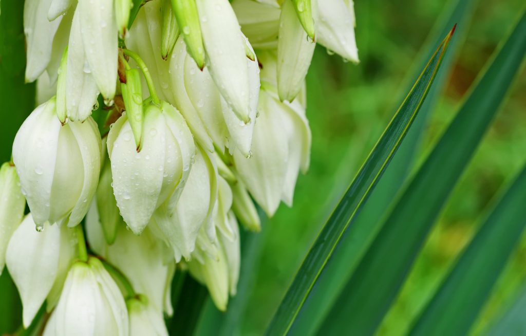 ユッカはどんな花が咲く？