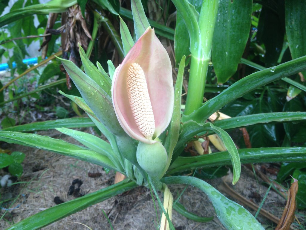 シンゴニウムの開花時期