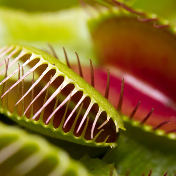 食虫植物の育て方