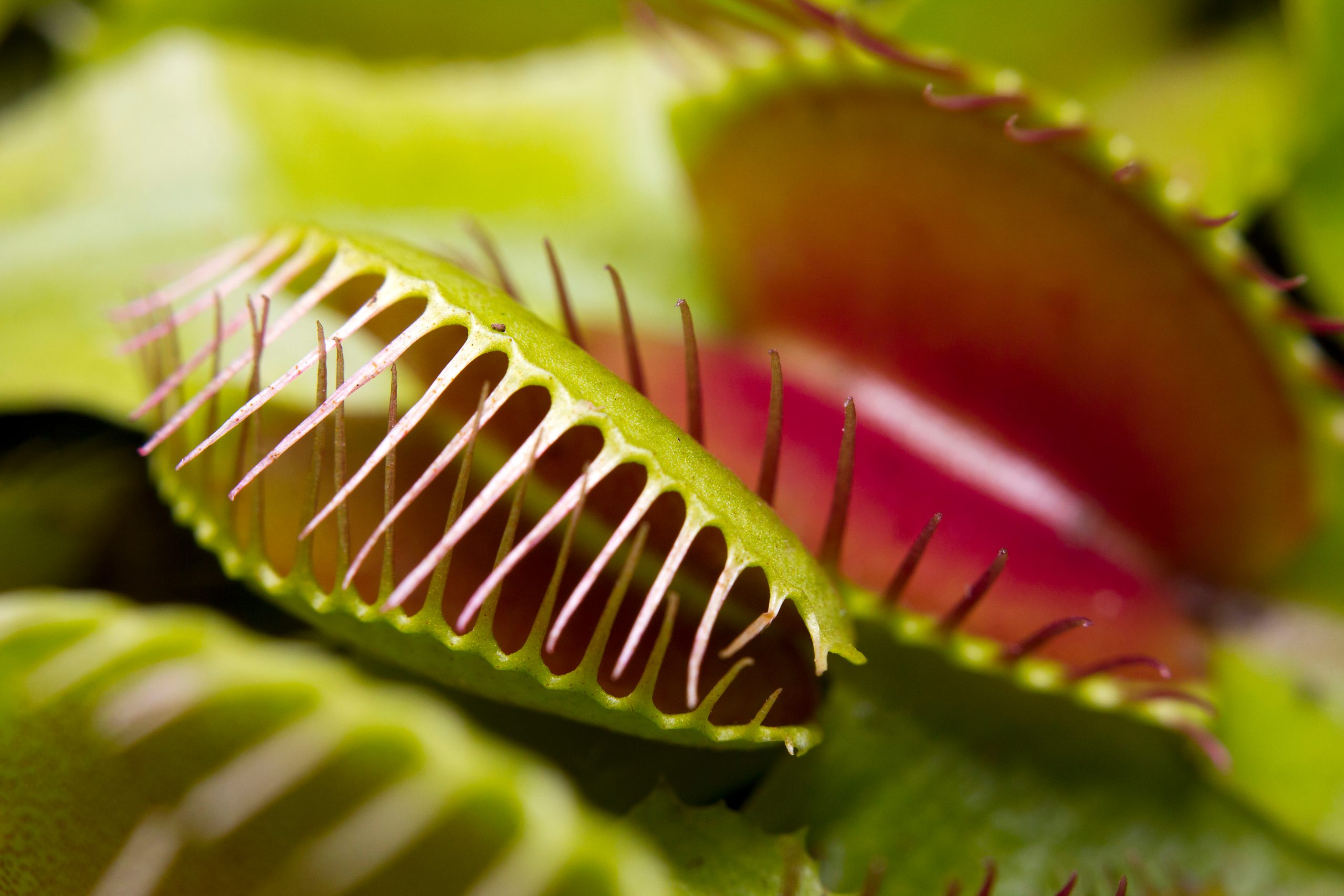 食虫植物の育て方