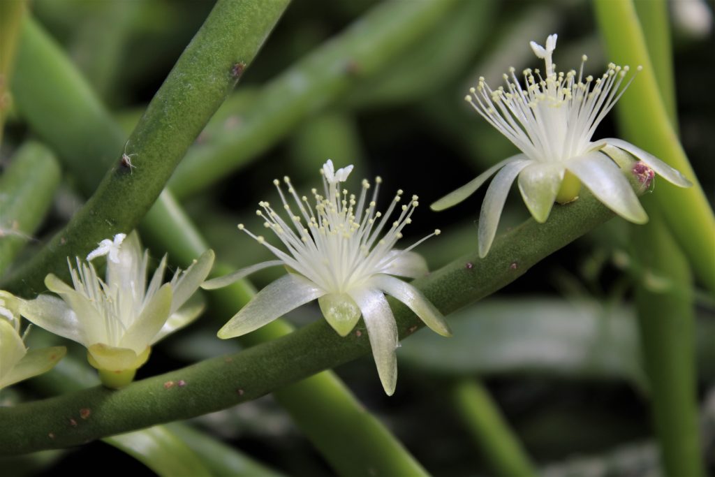 リプサリスはどんな花が咲く？