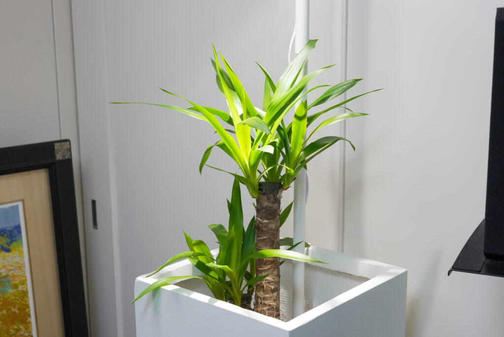 ユッカの育て方