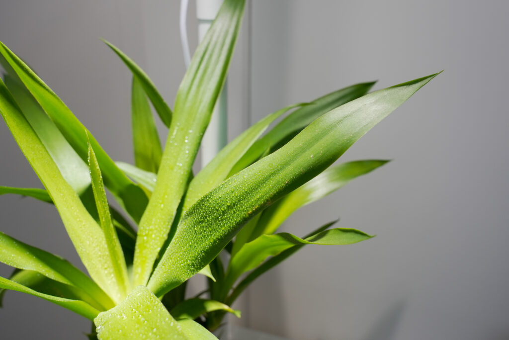 ユッカの水やりの頻度