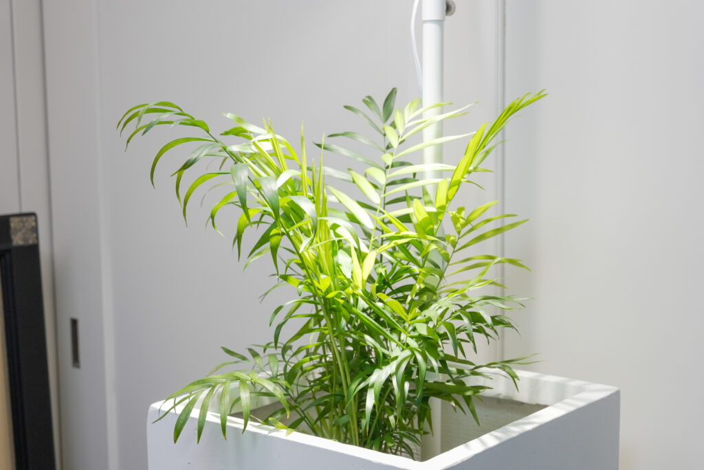 テーブルヤシの育て方