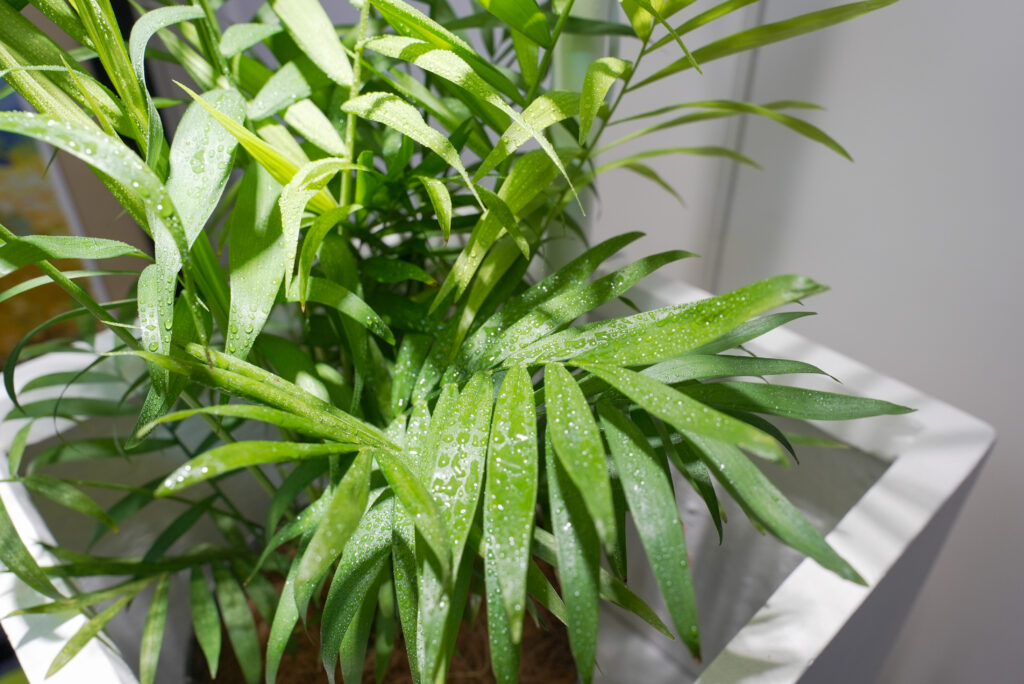 テーブルヤシの水やりの頻度