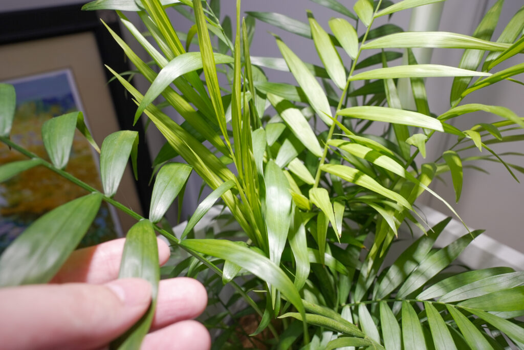 テーブルヤシの葉の特徴