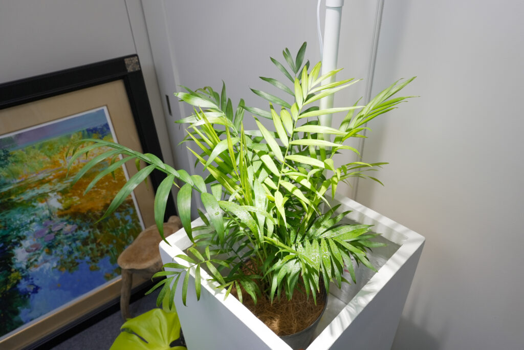 適切な温度|テーブルヤシはどれくらいの寒さまで耐えられる