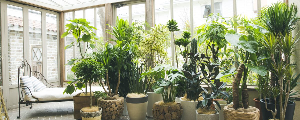 植物の育て方