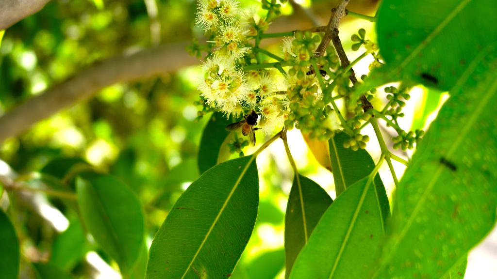 アマゾンオリーブはどんな花が咲く？