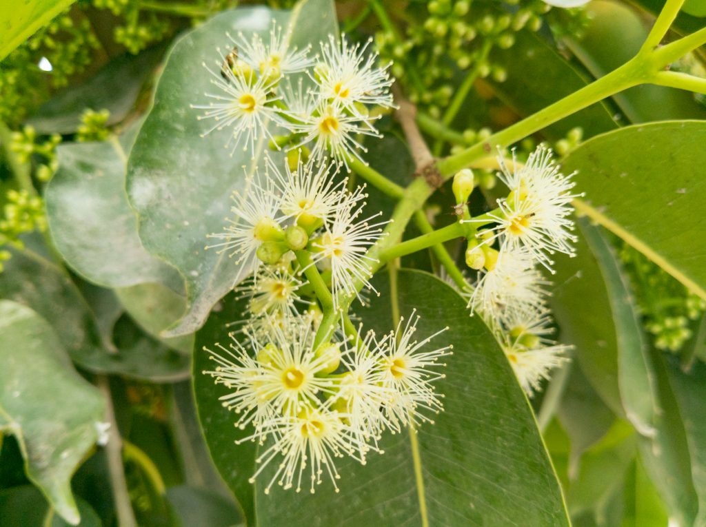 アマゾンオリーブの開花時期