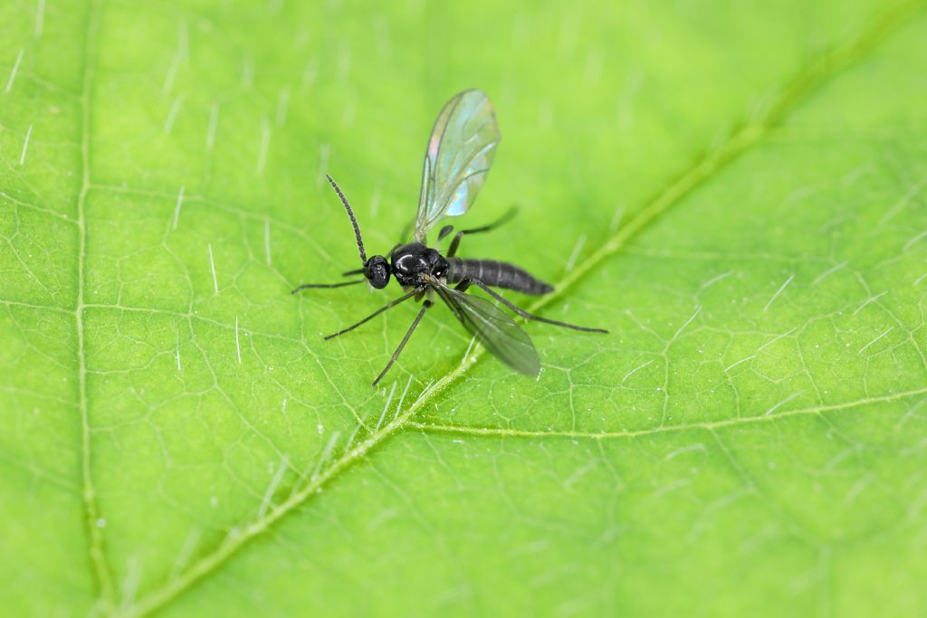 胡蝶蘭の害虫コバエ