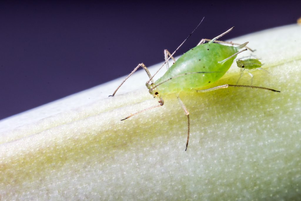 胡蝶蘭の害虫アブラムシ