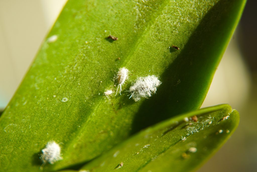 胡蝶蘭の害虫カイガラムシ