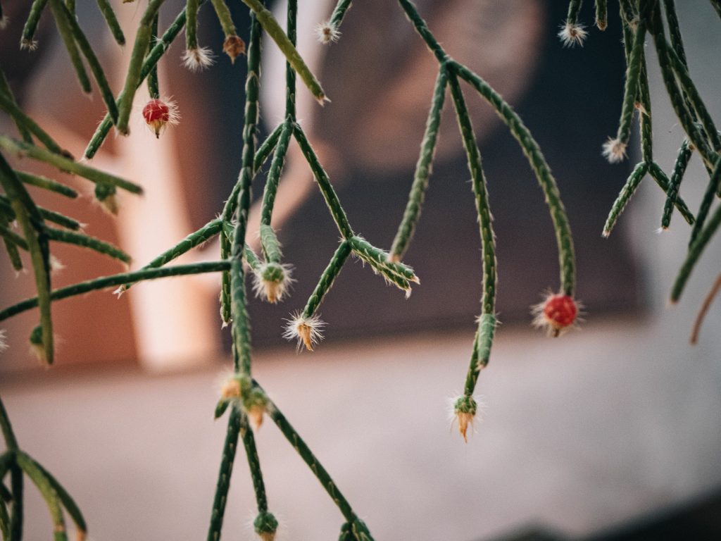 リプサリスの開花時期