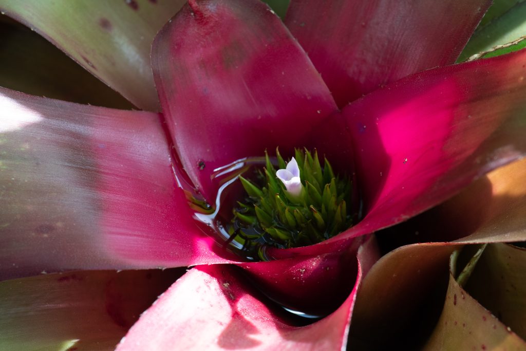 ネオレゲリア ファイヤーボールはどんな花が咲く？