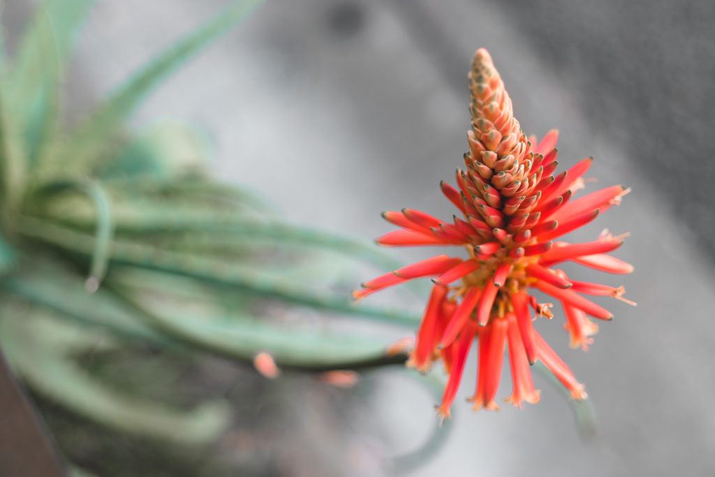 アロエの開花時期