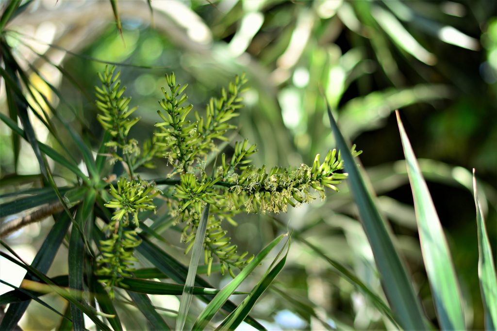 ドラセナ コンシンネはどんな花が咲く？