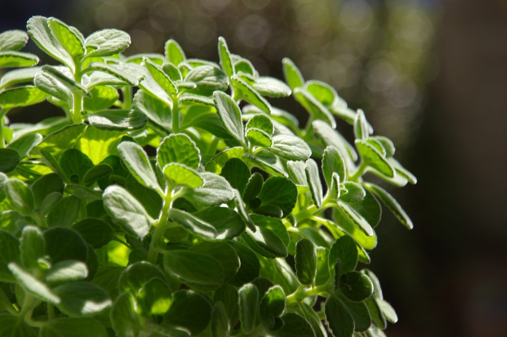 アロマティカス｜虫除け効果のある多肉植物