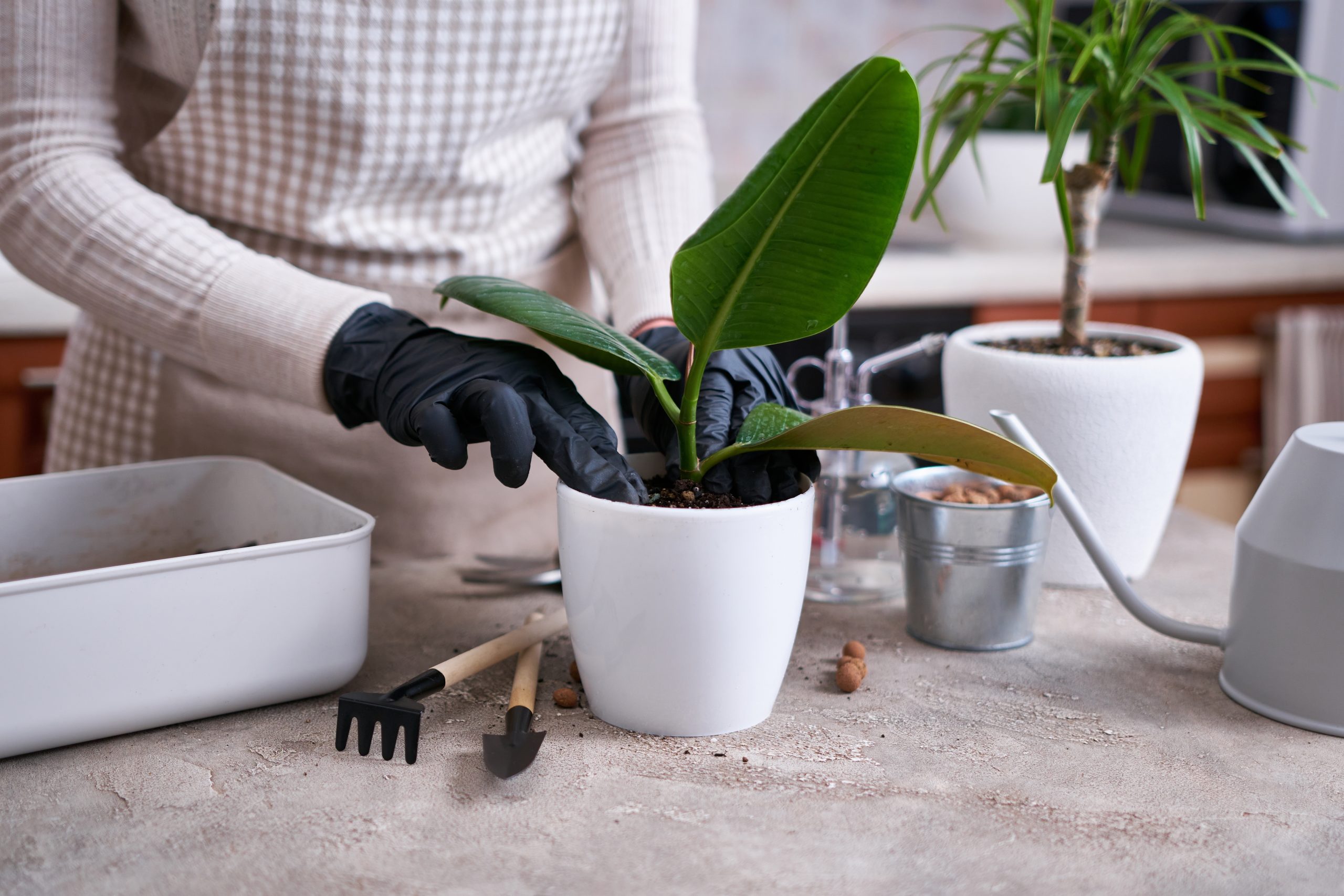 植木鉢などの容器に用土を入れて、穴を開けて挿し穂を挿す