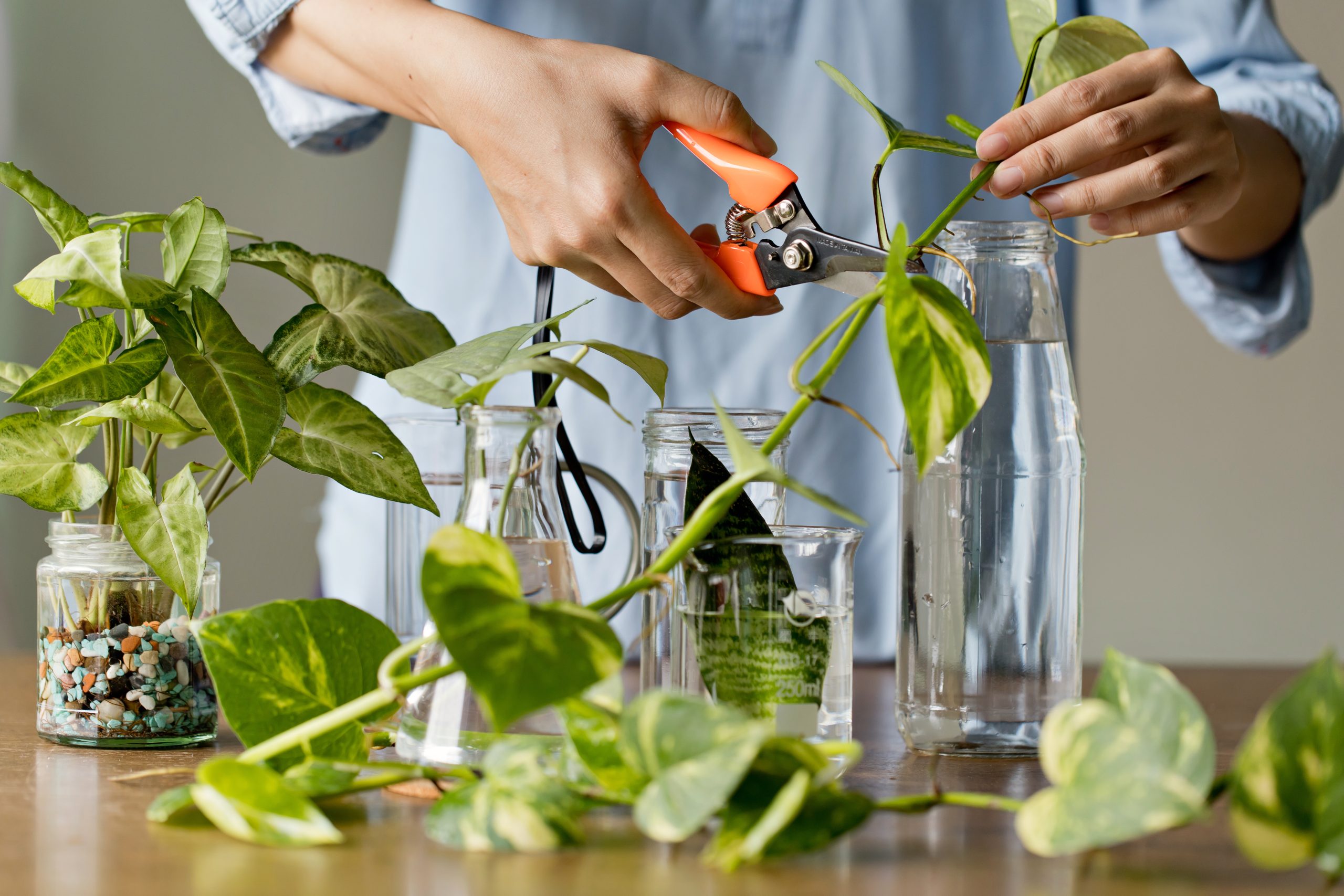 植物の枝や茎などをカットする（約30cm）