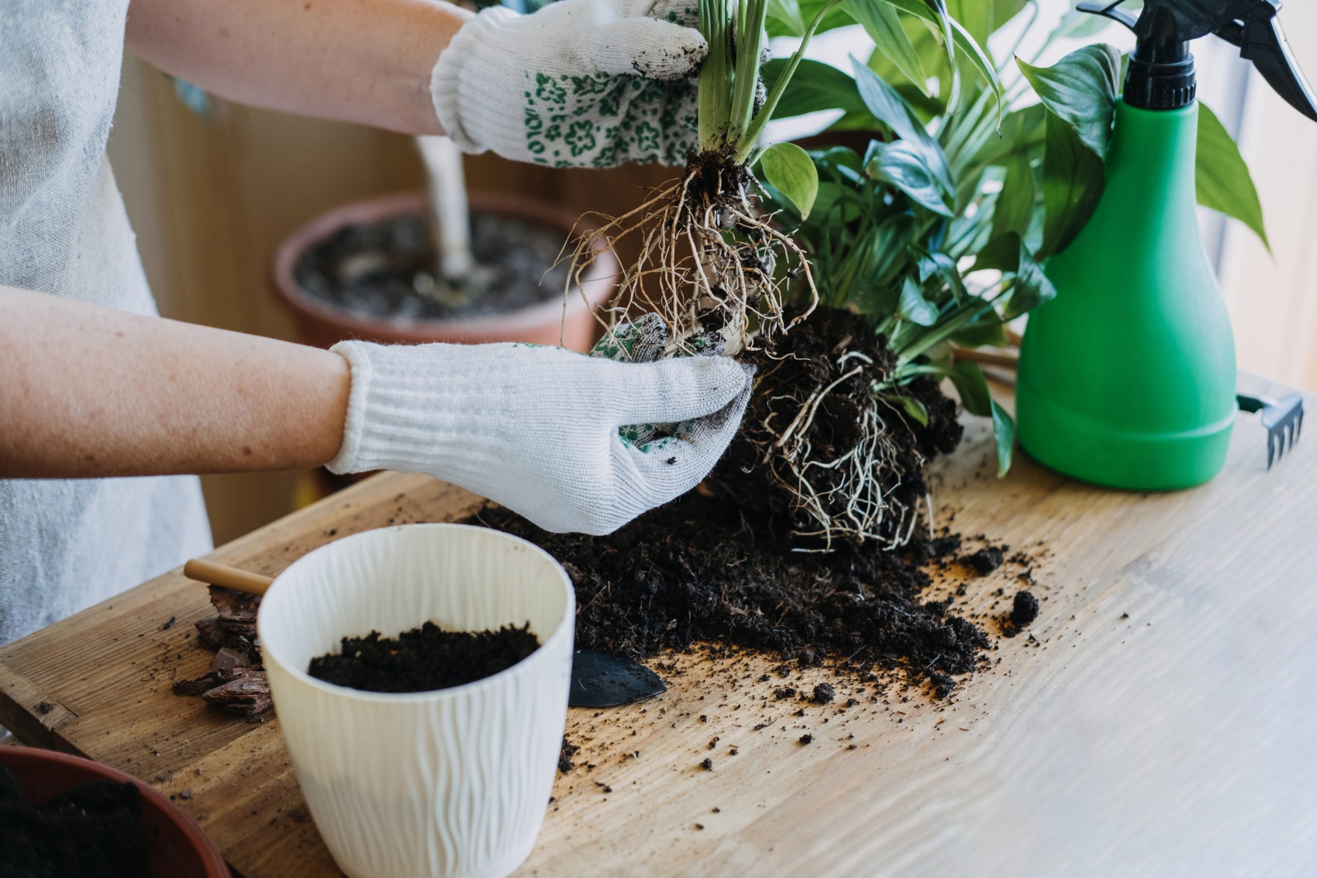 (2)で分割した株を、新しく用意した容器に植える