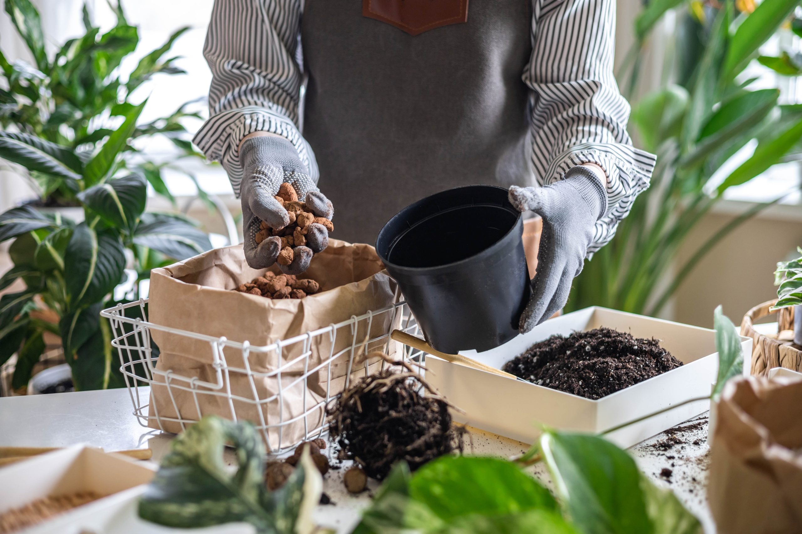 植木鉢などの容器に網や石と、土を入れておく（水苔などがベスト）