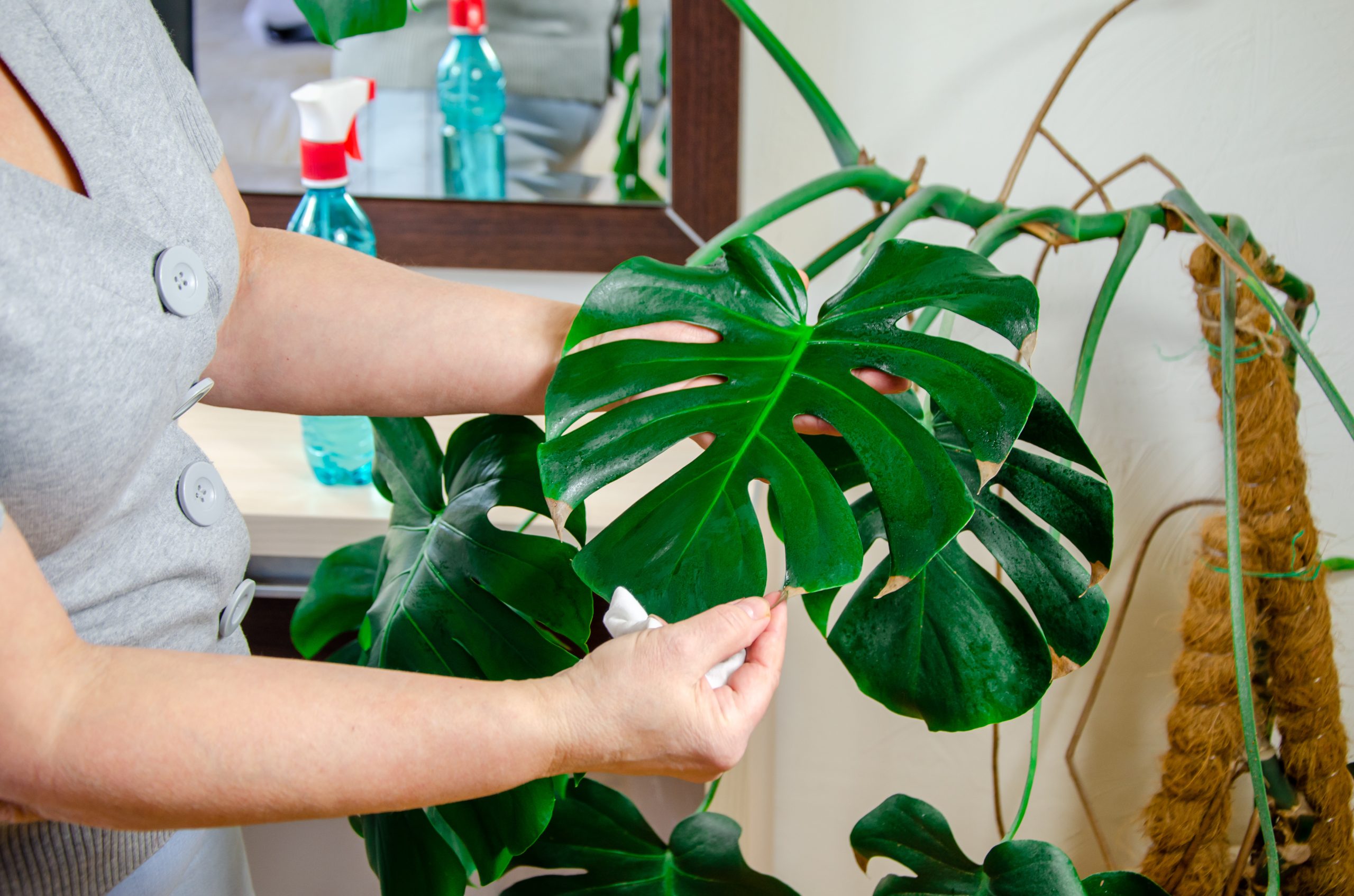 親となる植物から元気のある茎を選び、節を残してカットする（約10cm）