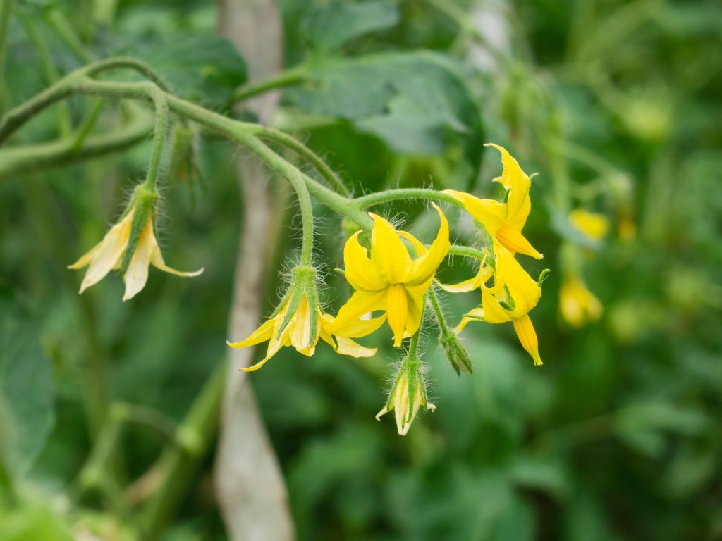 トマトの開花時期