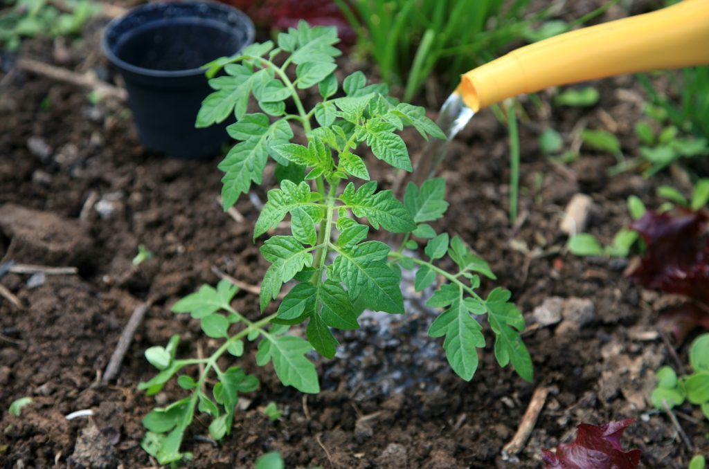 植え替え後は水やりと温度・湿度管理を徹底する