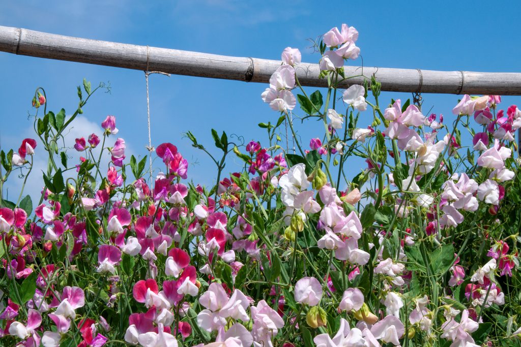 スイートピーの開花時期