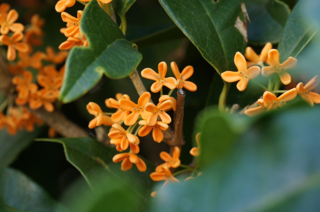 キンモクセイの花が咲かない原因は？