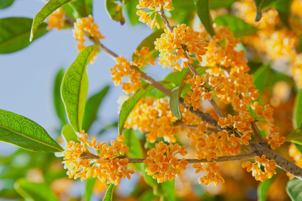 キンモクセイの開花時期