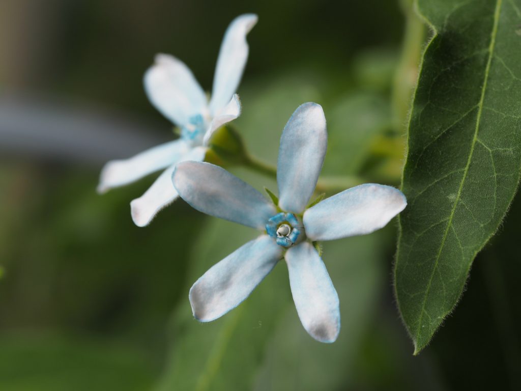 ブルースターはどんな花が咲く？