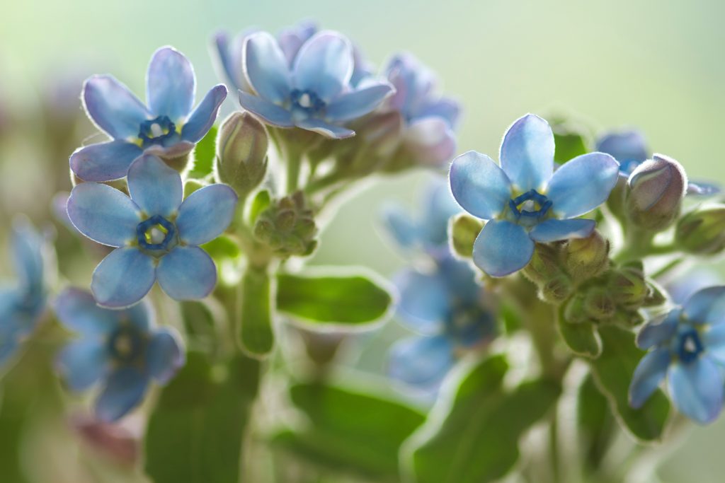 ブルースターの開花後