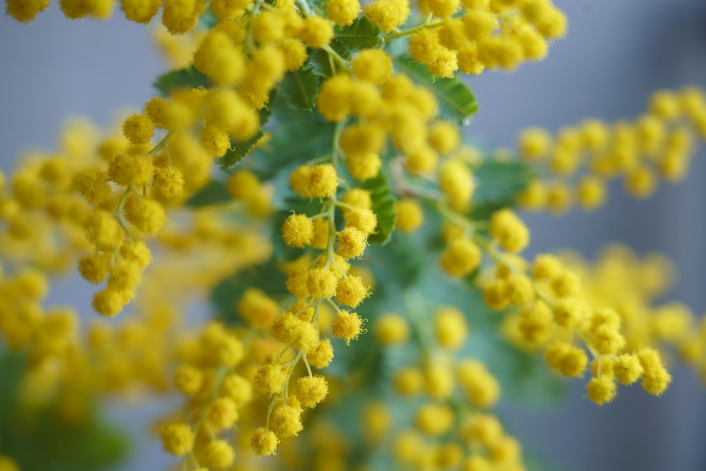 ミモザはどんな花が咲く？