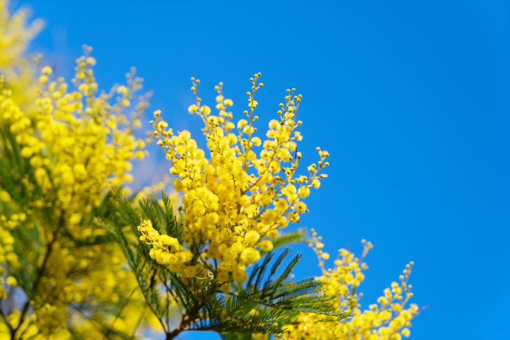 ミモザの開花時期